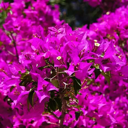 Le Bougainvillea 2 * Corbetta